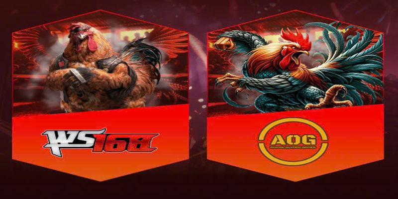 Đá gà ST666 – Tổng quan sảnh chơi hiện đại