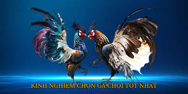 Kinh Nghiệm Chọn Gà Chọi Tốt Nhất